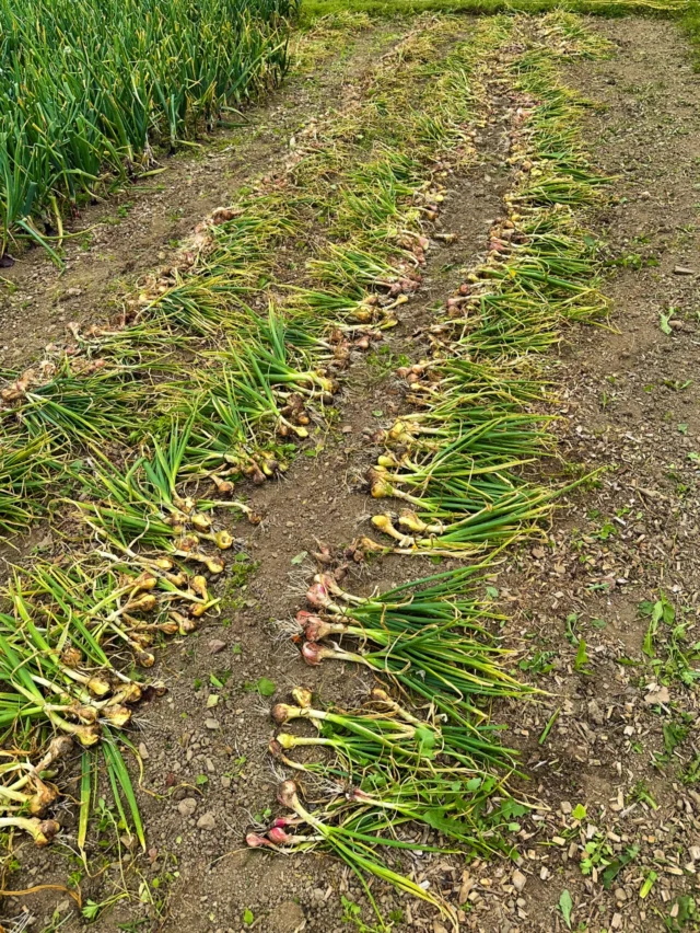 Shallots picked and drying in the sun for a few days. These have done really well this year, along with the overwintered and spring planted onions! 🧅 

#littlehaven #broadhaven #pembrokeshire #onions #shallots #homegrown #vegetables #smallfarm #marketgarden #localfood #pembrokeshireproduce #kitchengarden #springfieldfarmgate