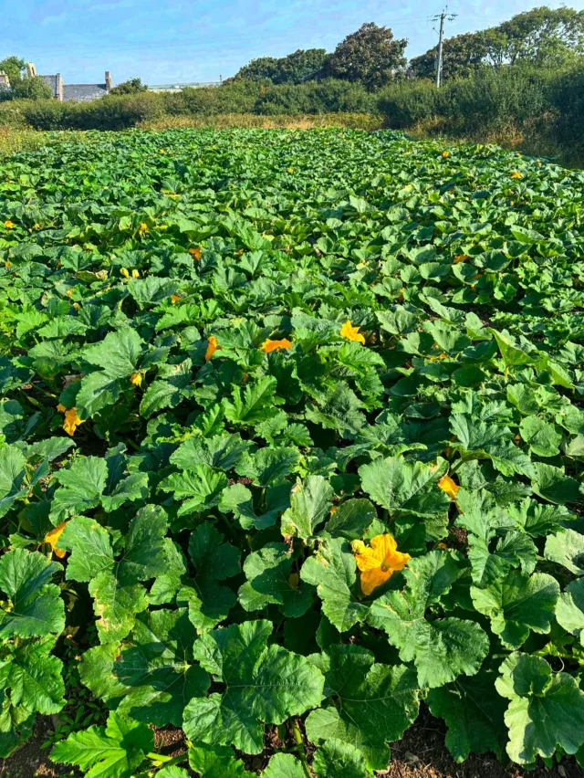 A sea of pumpkins and winter squash. These have done so much better than last year! They’ve been loving the heat, and haven’t minded the lack of rain really. Although we did have to put the sprinklers on them the other day as the hot dry winds were making them look a little stressed.

We can see plenty of pumpkins of all shapes and sizes in there, but we won’t know what we’ve got until the leaves start to die back! 🤞 🎃 

#littlehaven #broadhaven #pembrokeshire #homegrown #eatlocal #pumpkins #jackolantern #autumn #halloween #pumpkin #wintersquash #squashes #marketgarden #smallfarm #springfieldfarmgate