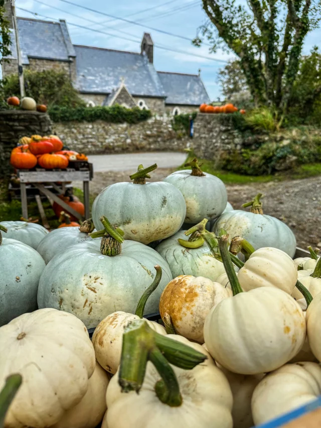 Springfield Farm pumpkins are back! 🎃 

It’s been a great growing year for pumpkins and squashes. Which means we’ve got a huge variety of shapes, colours and tastes for you.

Everything sown, grown and picked by hand by Mr & Mrs Springfield farm. 

There are lots of pumpkins for decorating or carving, along with loads of really tasty squashes for eating. So something for everyone!

#littlehaven #broadhaven #pembrokeshire #pumpkins #pumpkinpatch #wintersquash #autumn #halloweeen #localfood #kitchengarden #pumpkin #pembrokeshirepumpkins #jackolantern #springfieldfarmgate