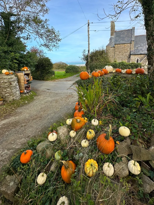 The sun’s out and the wind is more manageable today!😆

We’ve been adding more pumpkins to the display, including some huge Polar Bear white pumpkins! Look at the size of it compared to a Casparita which is a munchkin type pumpkin.

#littlehaven #broadhaven #pembrokeshire #pembrokeshirecoast #pumpkins #halloween #squashes #polarbearpumpkin #casparitapumpkin #eatlocal #pembrokeshirepumpkins #springfieldfarmgate